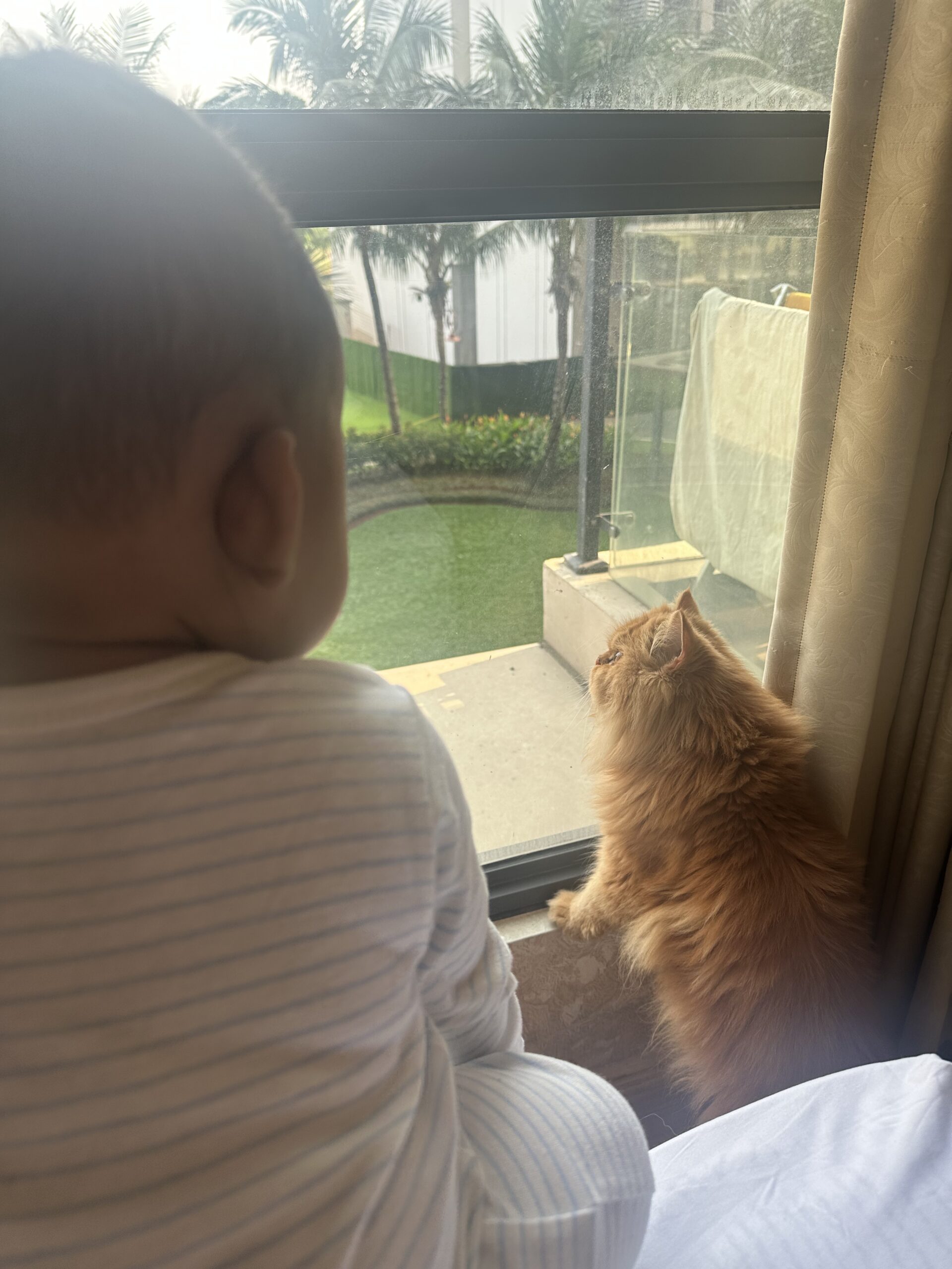 baby and cat looking at widow view in the morning